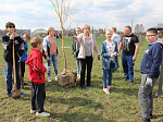 Молодежь Острогожска приняла участие в акции “Зелёный город”