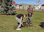 На территории Ильинского кафедрального собора города Россошь воспитанники воскресной школы высадили саженцы от 450-летнего дуба