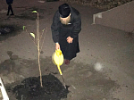 В Ольховатском благочинии посажены "Сады памяти"